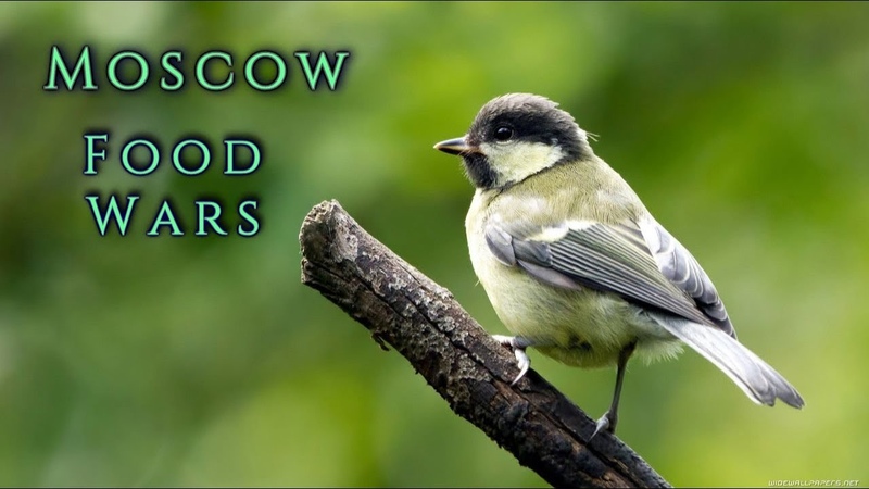 Birds and Food Food Wars, MOSCOW