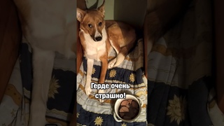 Во время обстрела в ДНР собака Герда получила тяжелое ранение