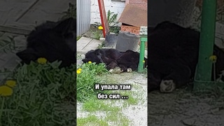 Собаку, на которой было 140 клещей, выгнали из клиники