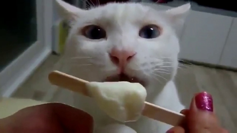 cats eating ice cream