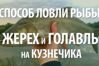 Ловля рыбы голавля и жереха на кузнечика. Летняя рыбалка на перетяжку