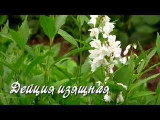 Дейция изящная.  Дачные картинки 2021.