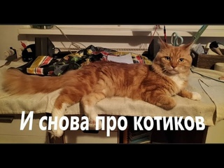 Котики вырваNNые из ПаSтей Бездомных собак