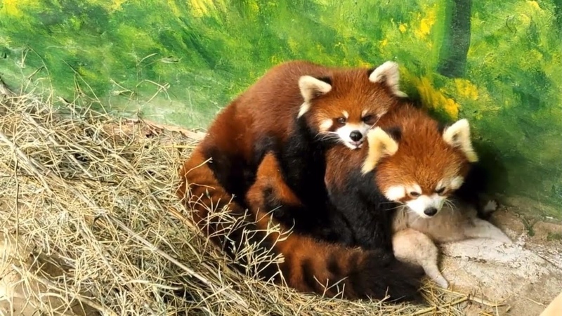 The loving red panda couple and their baby are so happy red panda