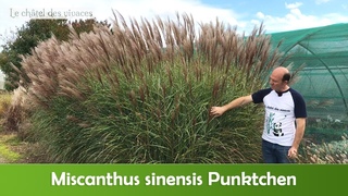 Miscanthus Punktchen