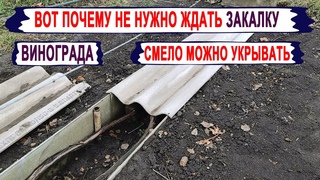 Никогда ТАК НЕ ДЕЛАЙ при УКРЫТИИ ВИНОГРАДА. Нужно ли ЗАКАЛЯТЬ ВИНОГРАД Рерайтеры и виноград!
