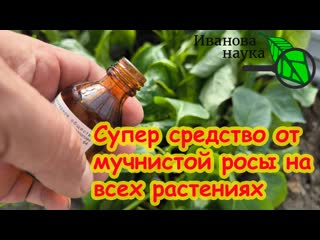 Мучнистая роса: когда нет ничего под руками, поможет это супер средство!