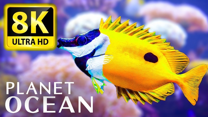 PLANET OCEAN 8 K ULTRA HD Immerse yourself in nature with