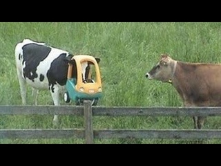 Funniest Animals Video Best of 2020 #25