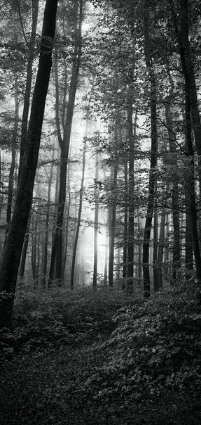 Депрессивный лес. Черно белый лес. Лес черное белое фото. Лес черное белое фото. Серый лес.