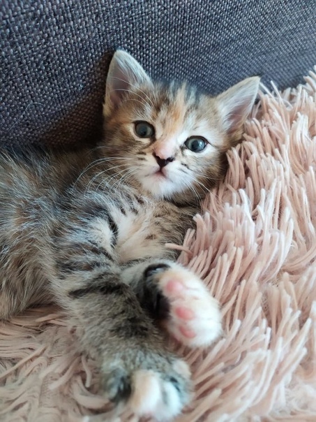 котенок в добрые руки сегодня