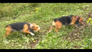 Skyview's Beagles Sky And Tracy Clips Behind House 9-30-22
