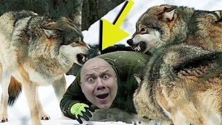 что сделал волк полукровка в лесу #хищники