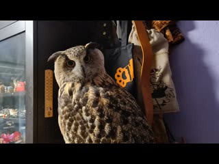 Yoll’s stream с совой-миловой