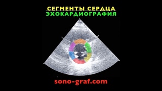 212 - Эхокардиография - Сегменты сердца