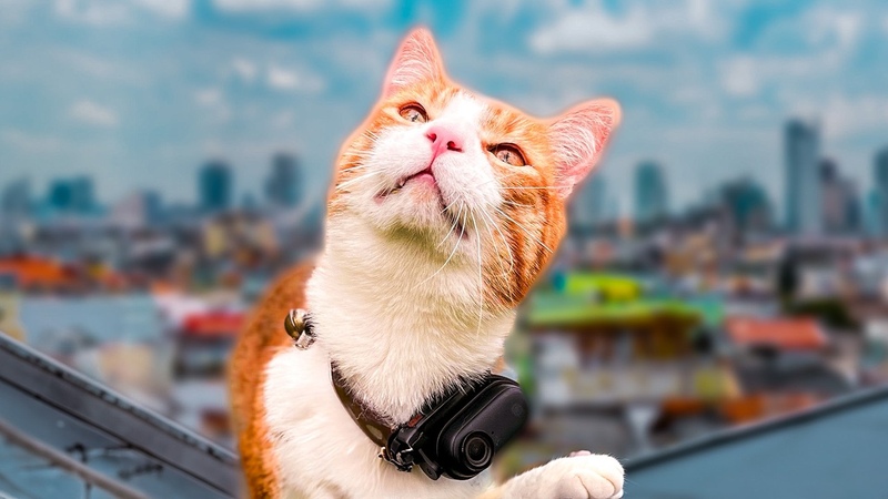Vlogger Cat Chases Bunny with his NEW