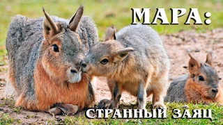 Мара: Патагонский заяц – трансформер из свиньи, оленя и кролика | Интересные факты про грызунов