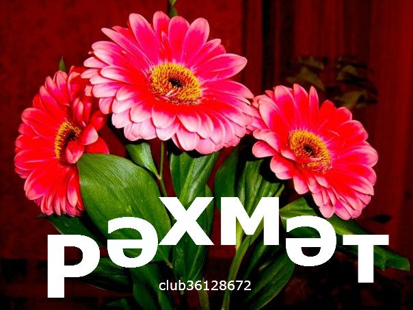 Картинка спасибо по татарски, океаном