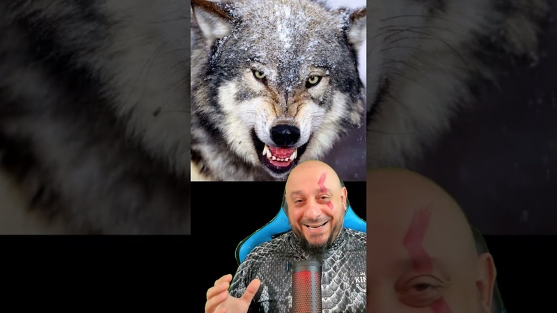 Raças de cães capazes de enfrentar um lobo: cães vs