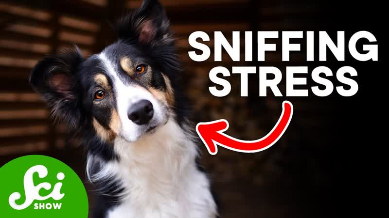 How Dogs Can Smell When Youre