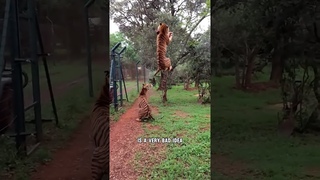Tiger is the most Vengeful Animals #tiger