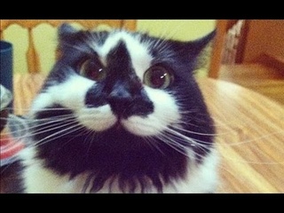 Ахуенное видио про котов)) Коты чюдики