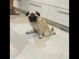 Мопсы | Приколы с мопсами| Смешные мопсы | Pugs | Fun with pugs | Funny Pugs