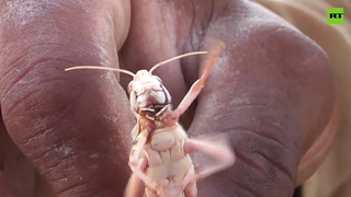 Locust swarms | Pakistani crop destroyed by insect infestation