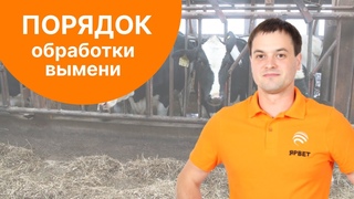 Простое правило для успешной процедуры доения коров