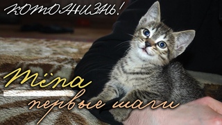 Тёпа: первые шаги - в КОТОЖИЗНЬ!