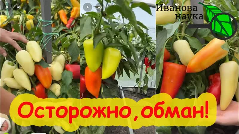 ЭТО КАСАЕТСЯ ВСЕХ Беззаконие и обман в сети Как простых