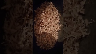 Будущая берёзовая жвачка