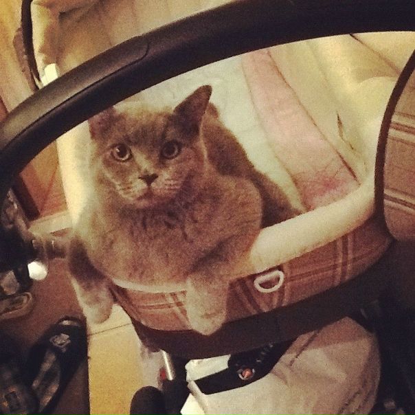 №172, Анна Конофалова №172, Анна Конофалова