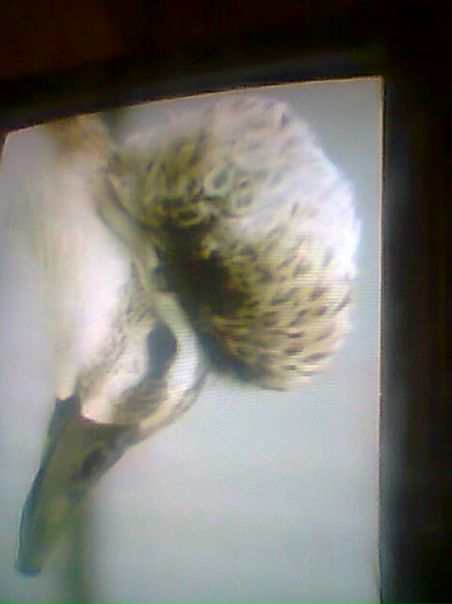 №11, Татьяна Хамидулина-Кондратьева №11, Татьяна Хамидулина-Кондратьева