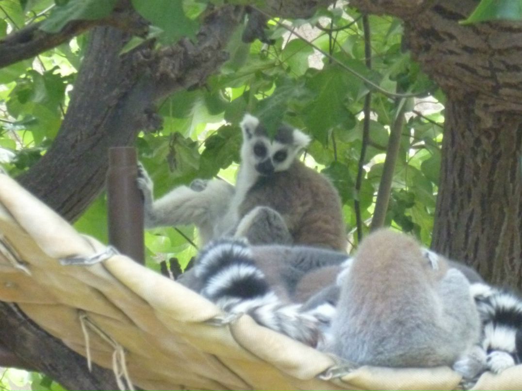 Лариса Федорова | New York City