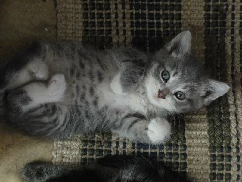 №63, Александра Ястребова, Санкт-Петербург №63, Александра Ястребова, Санкт-Петербург