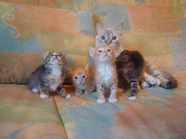 №184, Дмитрий Демидов №184, Дмитрий Демидов