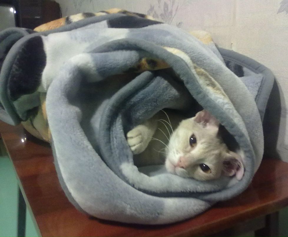 Саймон Антонович | Пермь