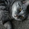 Аватар: Кот Котов