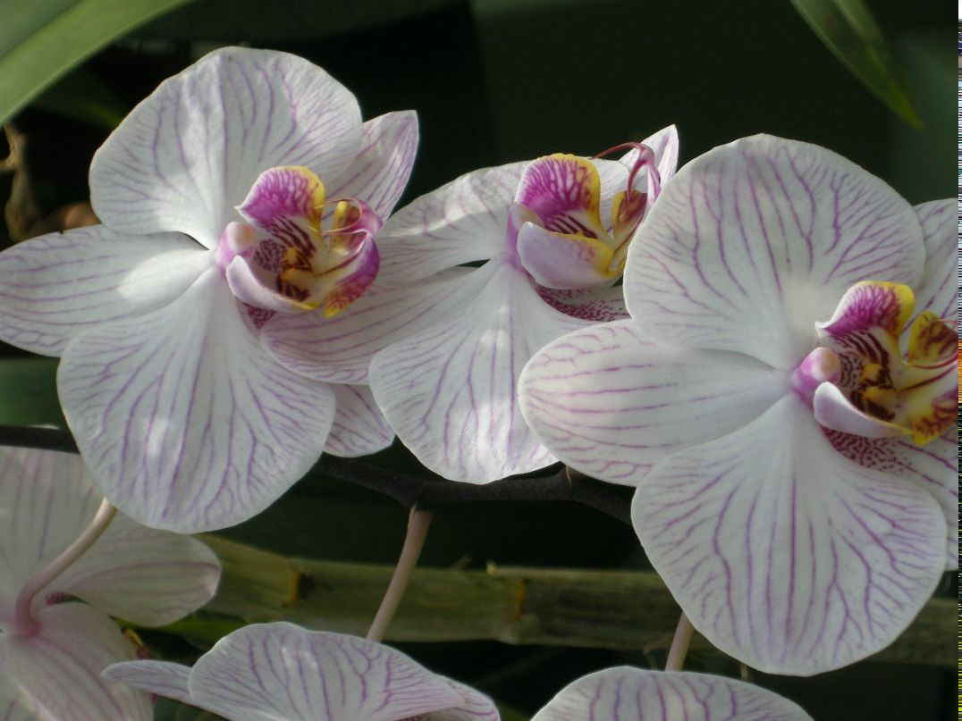 Инна Ручкина | Санкт-Петербург