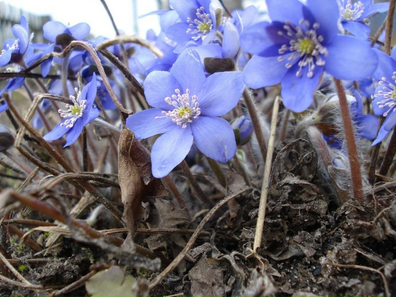 Валентина Зінов'єва | Львов