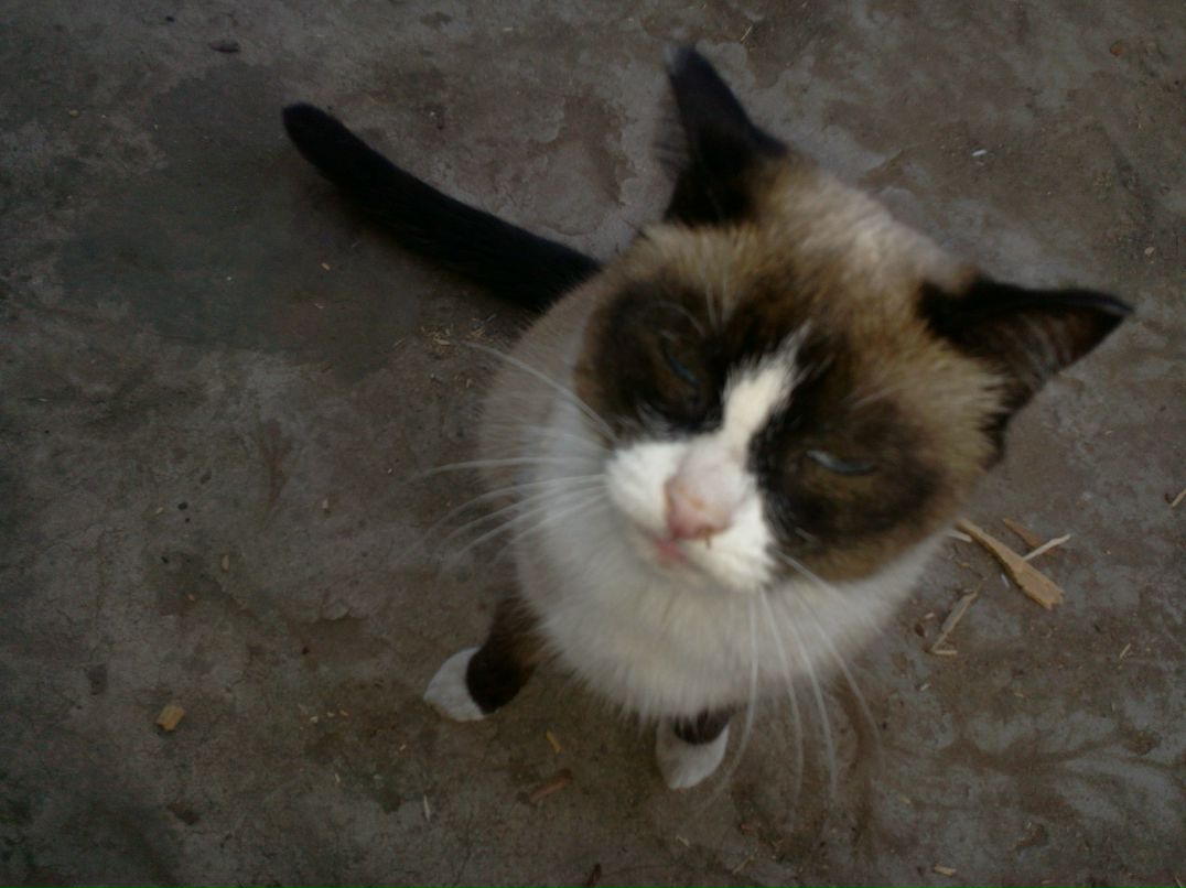 Александр Корнеевич | Banfora