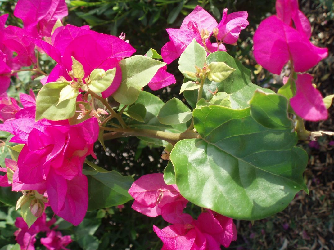 Юлия Собакина | Тамбов