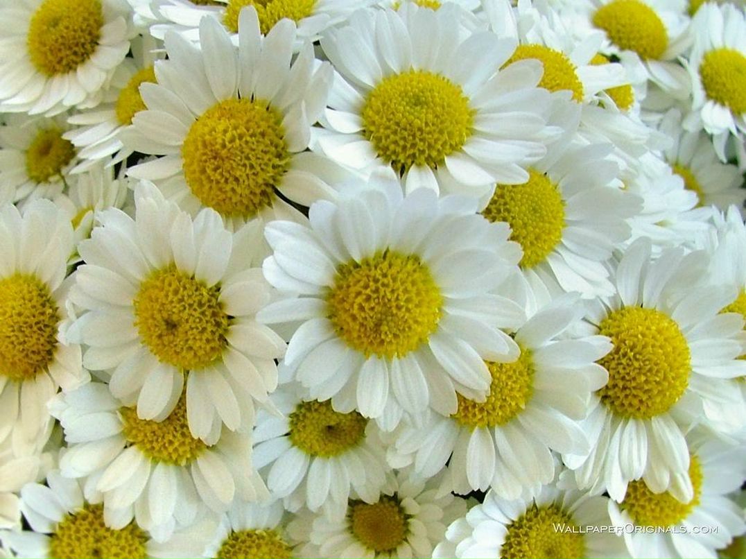 Светлана Сурина | Санкт-Петербург