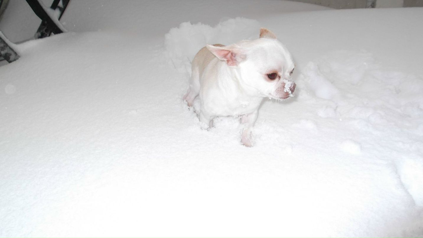 Лариса Першина | Красноярск