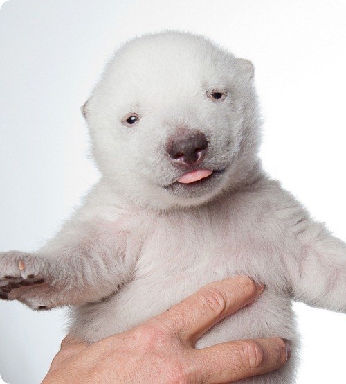 Julianna Allegria 波状花 | Киев