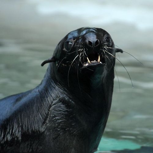 №11, Данил Шипицын, 36 лет, Владивосток, Россия №11, Данил Шипицын, 36 лет, Владивосток, Россия