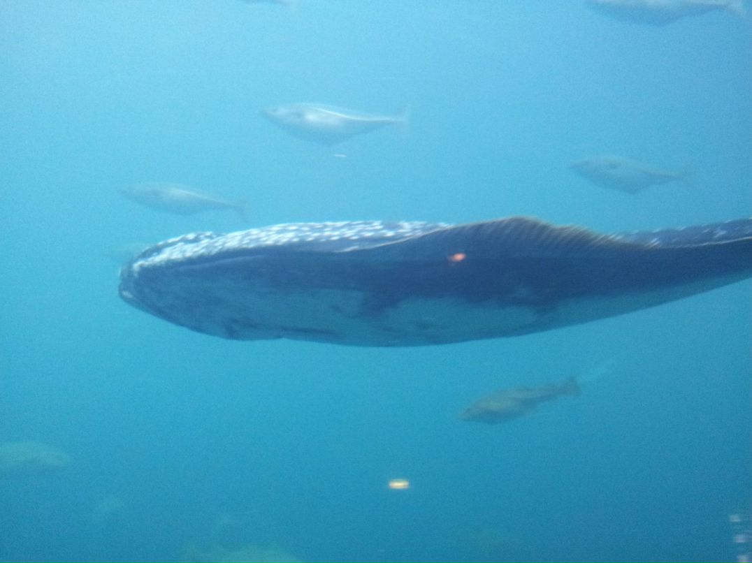 Ирина Дежан | Санкт-Петербург