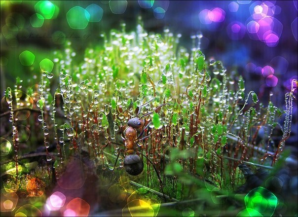 Елена Балаболкина | Санкт-Петербург