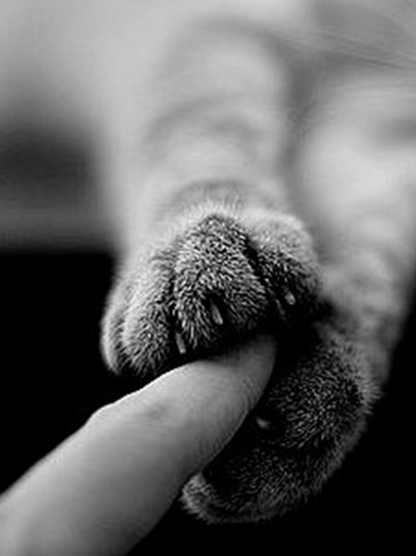 Света Грищенко | Киев